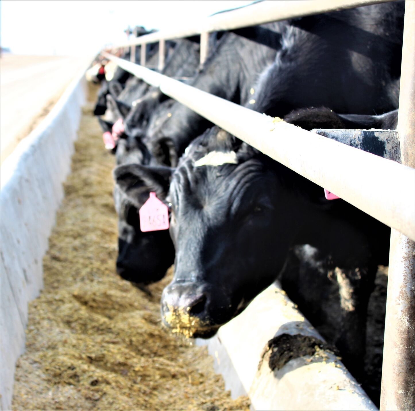 FL Holstein Cross Bunk